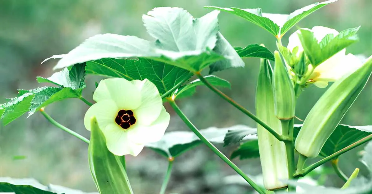 Okra Farming: Health Benefits, Cultivation Guide, and Top Producing States