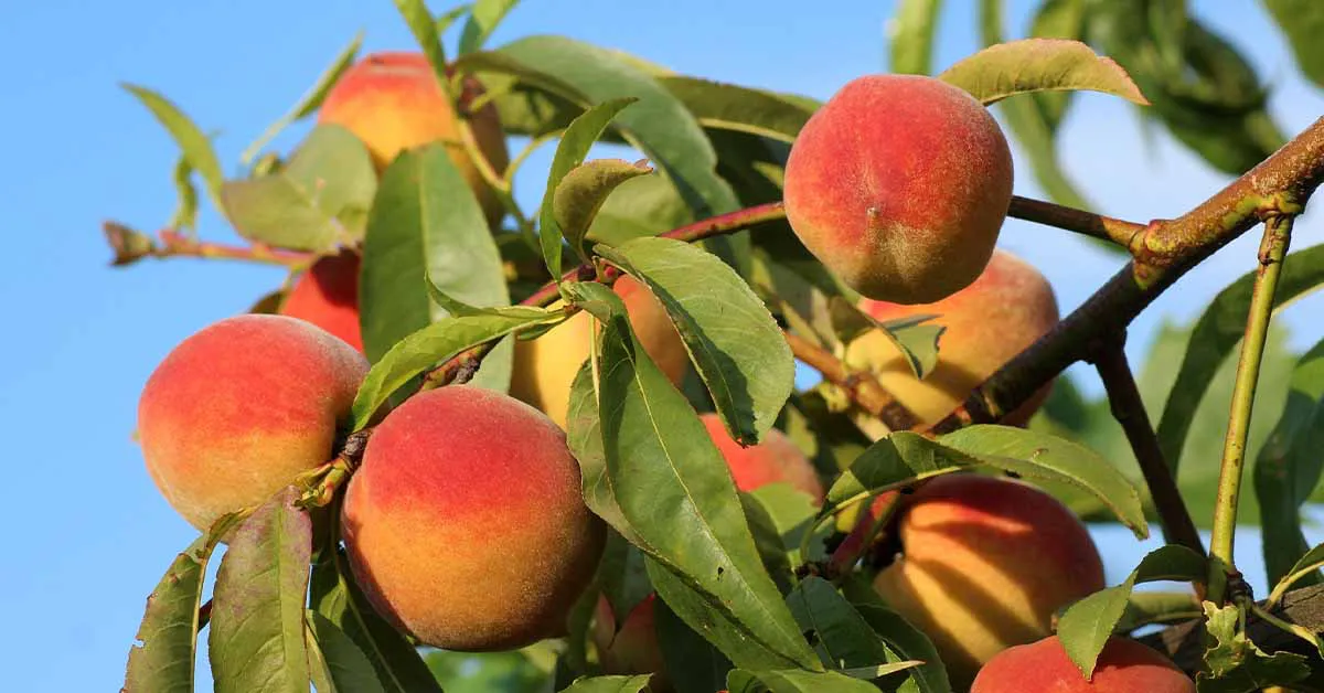 Sweet Harvests: The Journey of Peach Farming in India