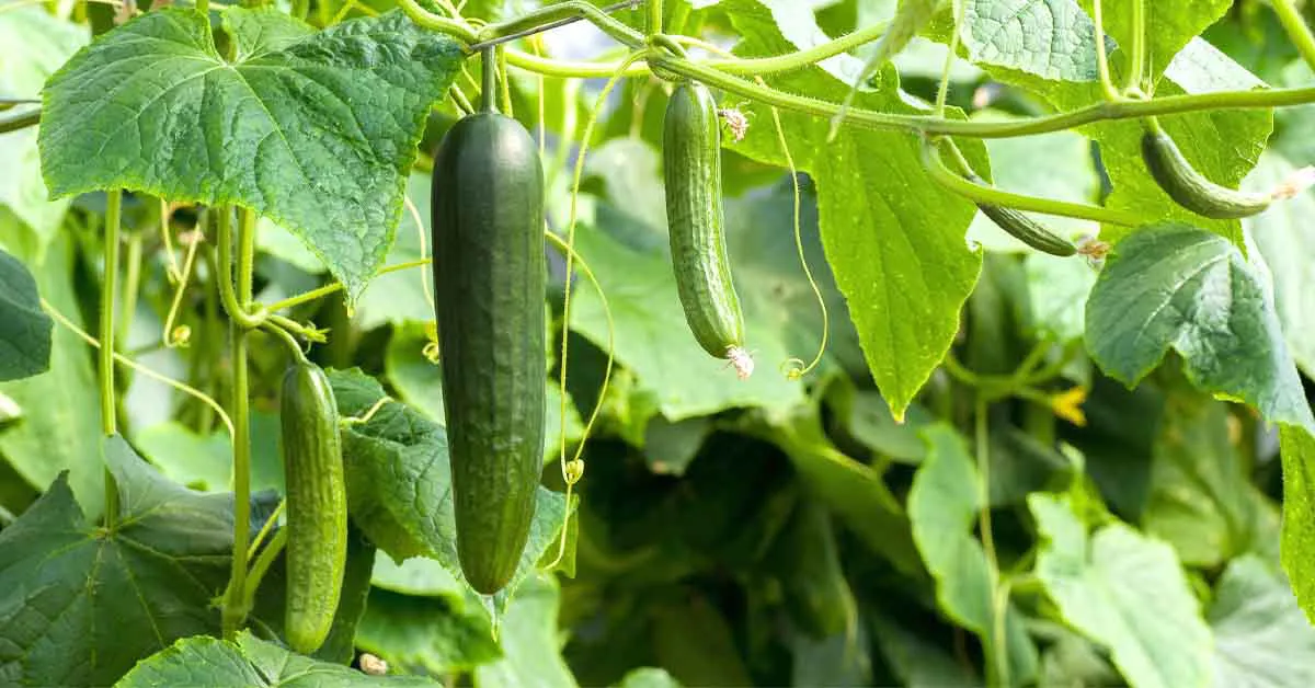 Step by Step guidance for cucumber farming 