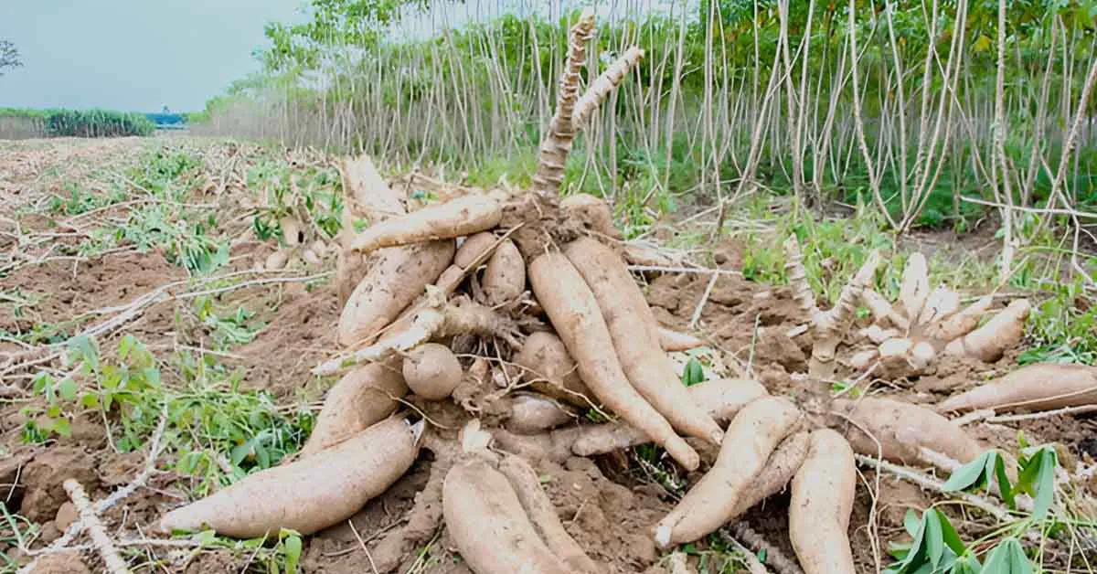 रतालू की खेती: किस्में, जलवायु, उर्वरक और उत्पादन