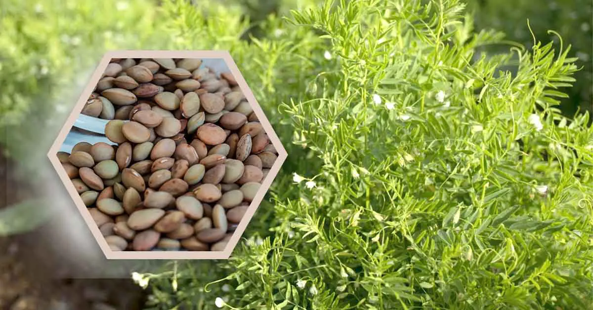 Lentils cultivation in India 