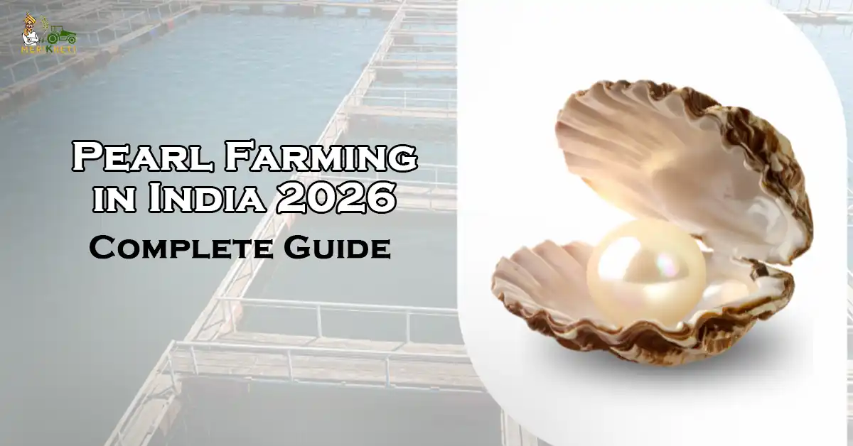 Pearl Farming in India 2026: Complete Guide, Cost, Process & Profit