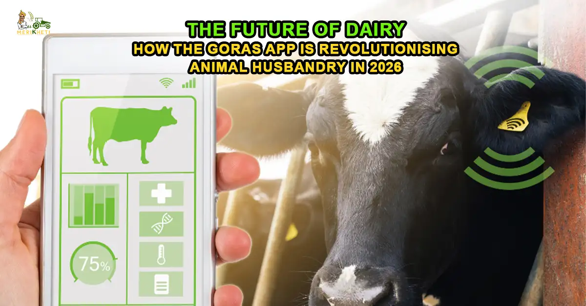 The Future of Dairy: How the Goras App is Revolutionising Animal Husbandry in 2026