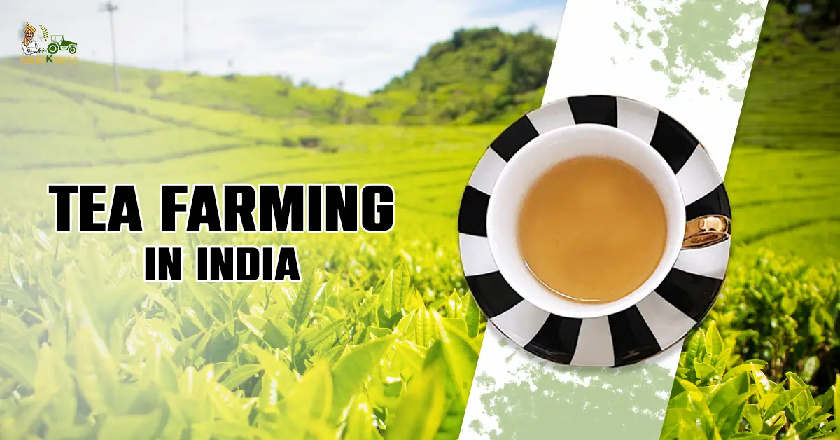 Tea Farming in India: Complete Guide to Cultivation, Suitable States, Benefits & Top Tea Producing Countries