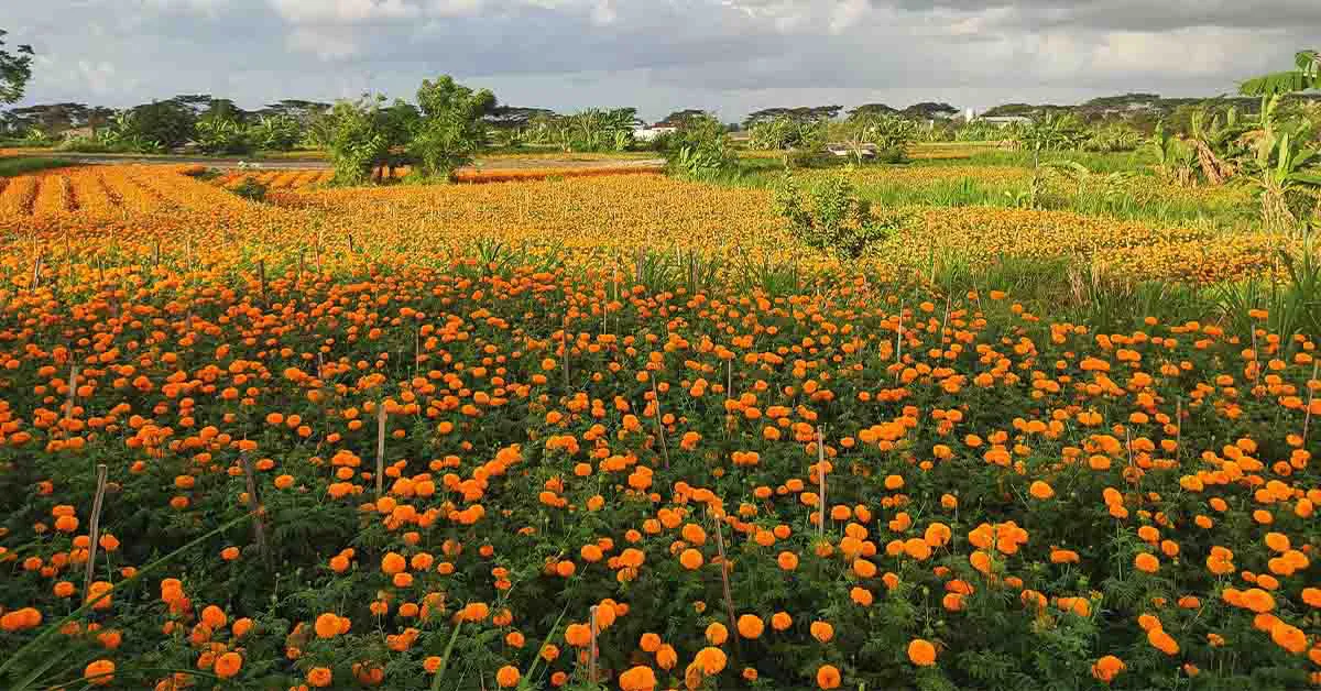 Marigold farming in India