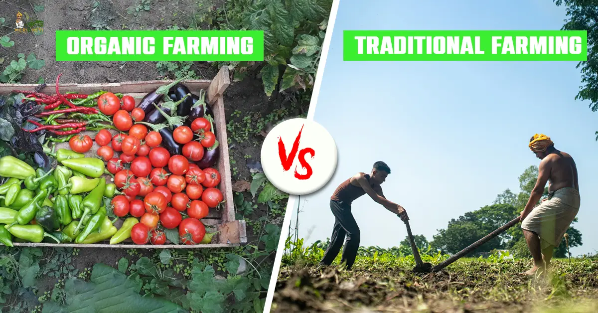 Organic Farming vs Traditional Farming: Which is More Profitable?