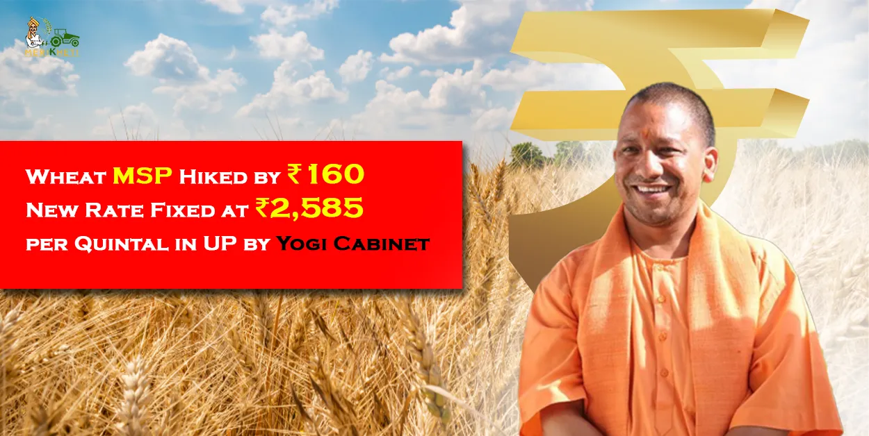 Wheat MSP Hiked by ₹160; New Rate Fixed at ₹2,585 per Quintal in UP by Yogi Cabinet