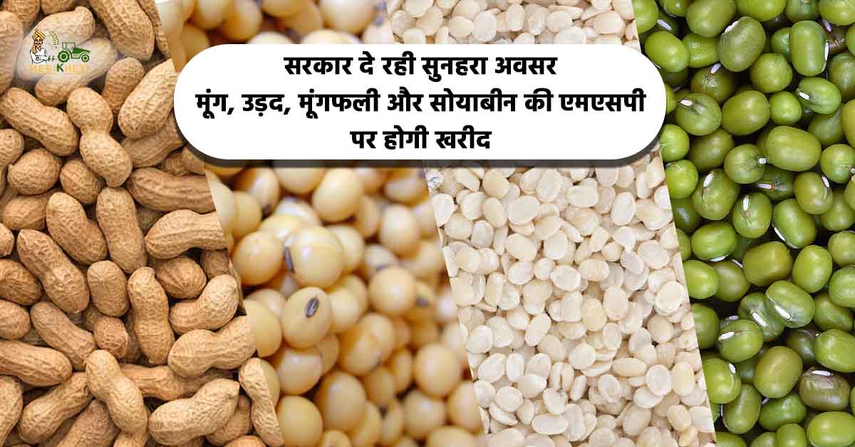  मूंग, उड़द, मूंगफली और सोयाबीन की एमएसपी पर होगी खरीद
