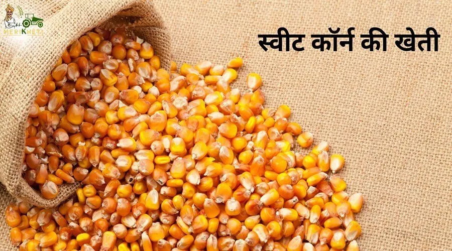 स्वीट कॉर्न की खेती से किसानों को काफी लाभ होगा, सिर्फ इन बातों का रखें खास ख्याल