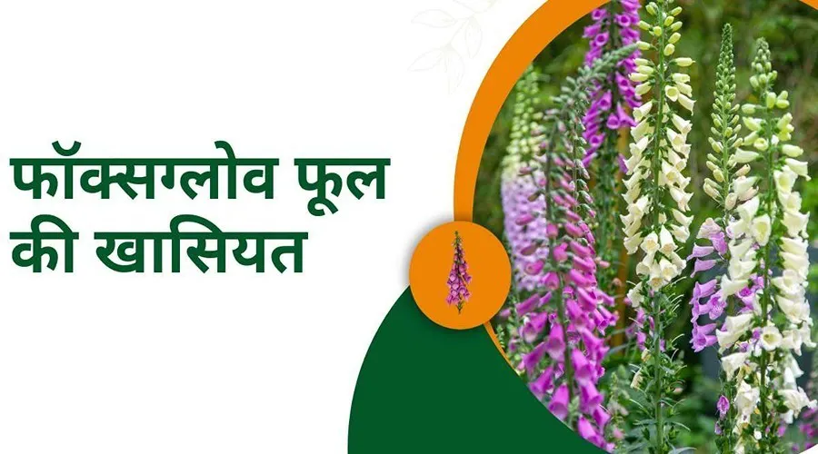 जानें फॉक्सग्लोव फूल की खासियत और इसके नुकसान के बारे में