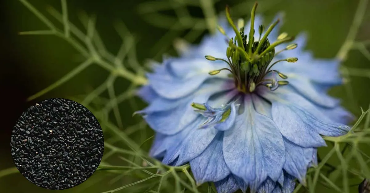 कलौंजी की खेती: उपयुक्त जलवायु, मिट्टी, और उन्नत प्रबंधन तकनीकें
