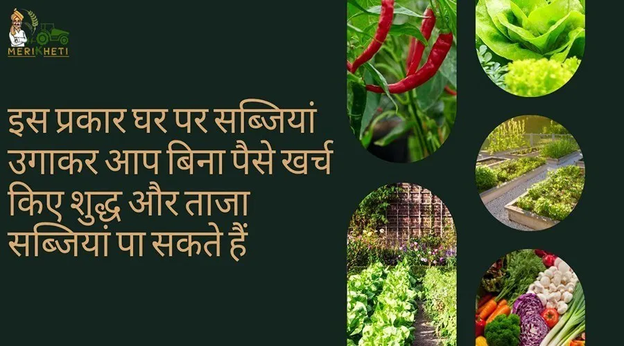 इस प्रकार घर पर सब्जियां उगाकर आप बिना पैसे खर्च किए शुद्ध और ताजा सब्जियां पा सकते हैं