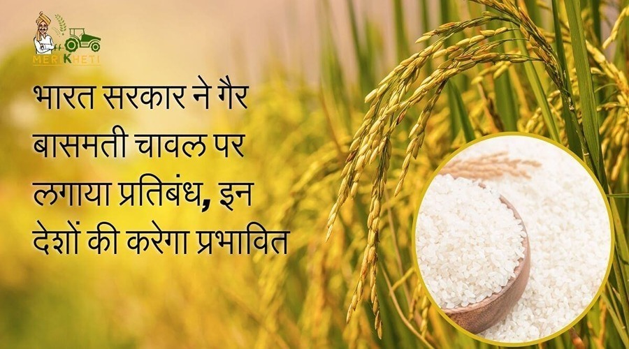 भारत सरकार ने गैर बासमती चावल पर लगाया प्रतिबंध, इन देशों की करेगा प्रभावित