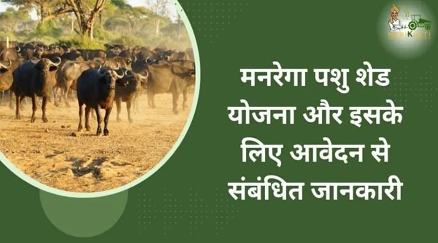 मनरेगा पशु शेड योजना और इसके लिए आवेदन से संबंधित जानकारी