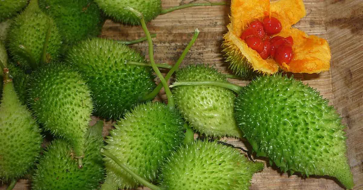 कैसे की जाती हैं ककोड़ा की खेती? जानिए सम्पूर्ण जानकारी 