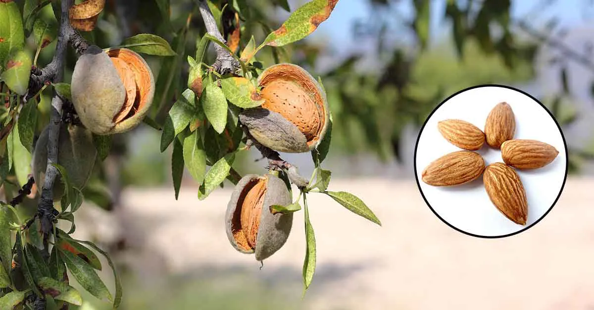 Almond Farming in India: Best Varieties, Cultivation Guide & Health Benefits