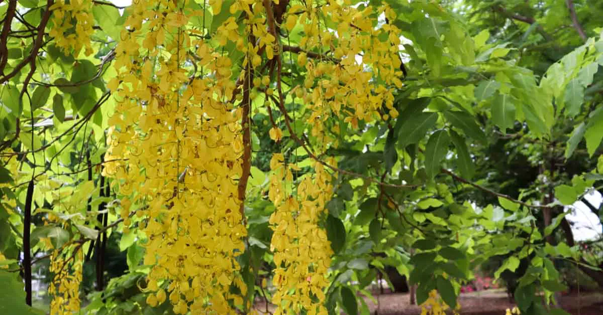  अमलतास उत्पादन से किसान कमा सकते है बंपर मुनाफा जाने पूरी जानकारी 