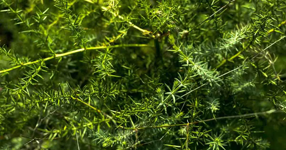 Shatavari Plant: Benefits, Cultivation Guide, Uses, and Ayurvedic Importance