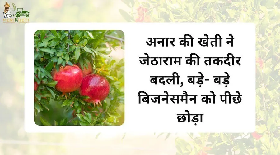 अनार की खेती ने जेठाराम की तकदीर बदली, बड़े- बड़े बिजनेसमैन को पीछे छोड़ा