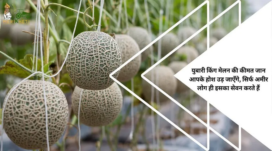 युबारी किंग मेलन की कीमत जान आपके होश उड़ जाएँगे, सिर्फ अमीर लोग ही इसका सेवन करते हैं