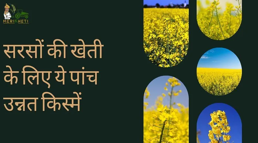 रबी सीजन में सरसों की खेती के लिए ये पांच उन्नत किस्में काफी शानदार हैं