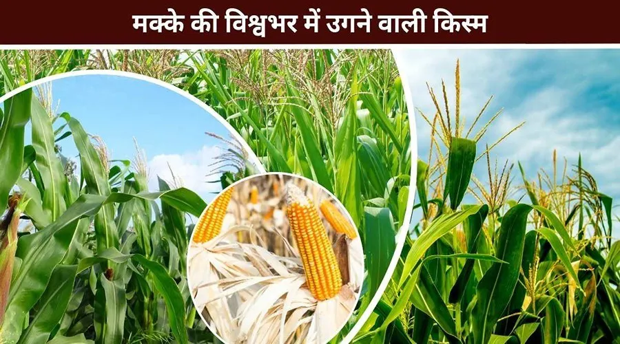 जानिए मक्के की विश्वभर में उगने वाली किस्म के बारे में