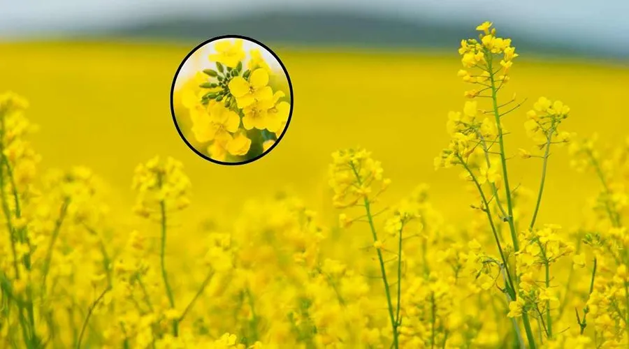 GM Mustard: आखिर जीएम सरसों क्या है और इसके क्या फायदे हैं ?