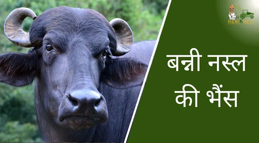 बन्नी नस्ल की भैंस देती है 15 लीटर दूध, जानिए इसके बारे में