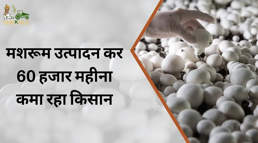 बैंक की नौकरी छोड़ महज डेढ़ कट्ठा में मशरूम उत्पादन कर 60 हजार महीना कमा रहा किसान