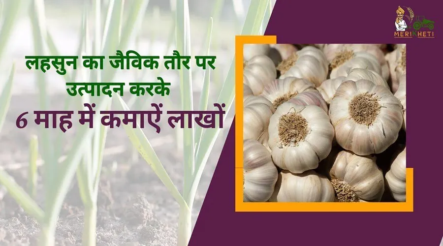 लहसुन का जैविक तौर पर उत्पादन करके 6 माह में कमाऐं लाखों