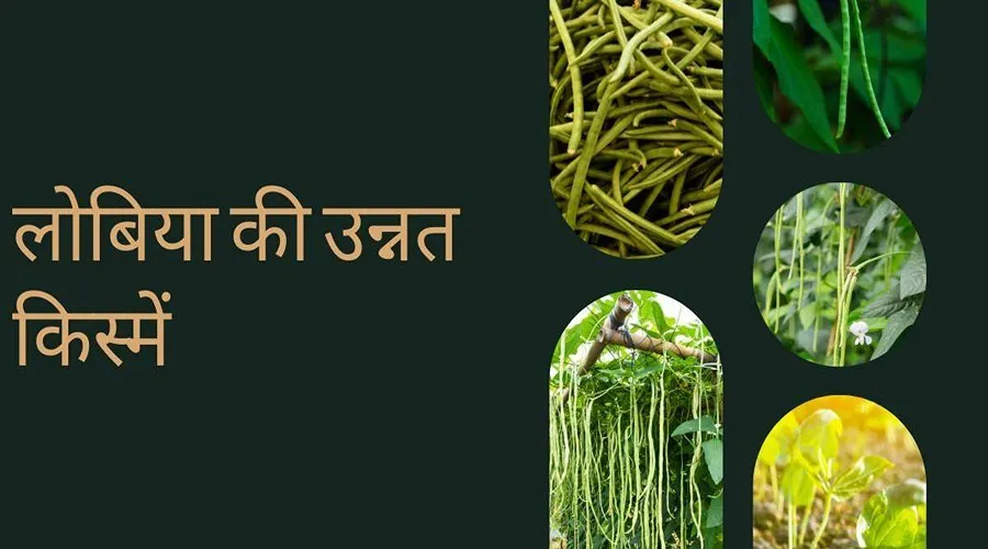 लोबिया की इन पांच किस्मों से किसानों को मिलेगा बेहतरीन मुनाफा