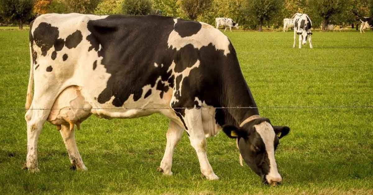 डांगी गाय: विशेषताएँ, प्रकार और दूध उत्पादन जानकारी