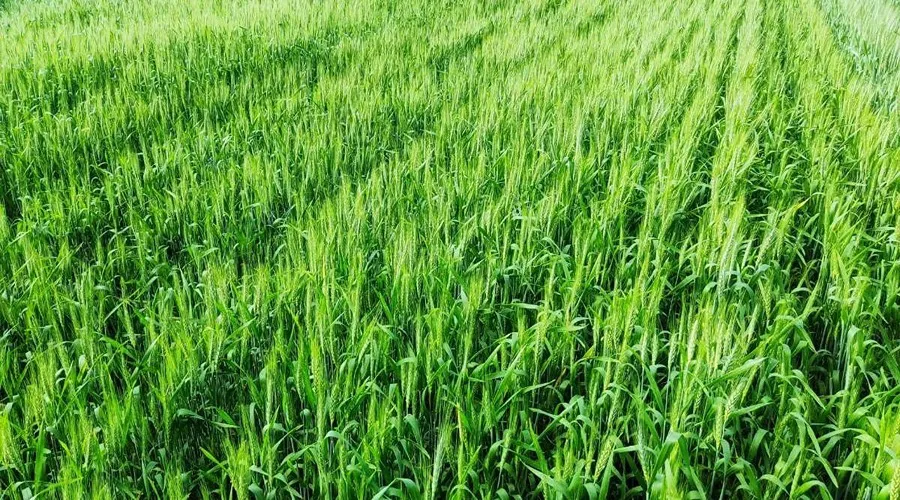 इस नई साल में आने वाली ठंड किसानों की फसलों को कितना नुकसान पहुँचाने वाली है?