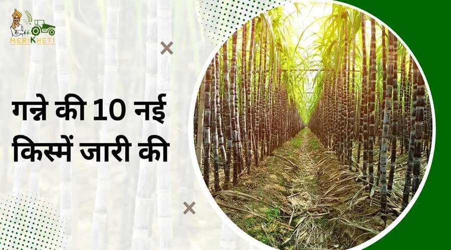 भारत सरकार ने केंद्रीय बीज समिति के परामर्श के बाद गन्ने की 10 नई किस्में जारी की हैं