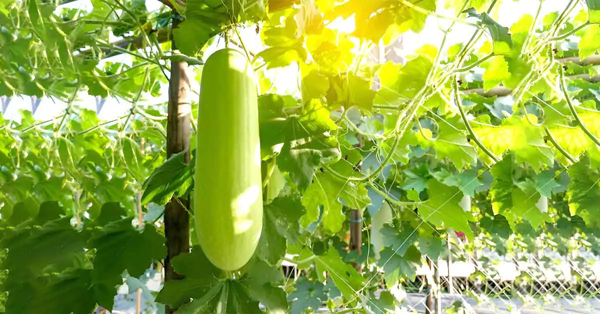 How to cultivate bottle gourd 
