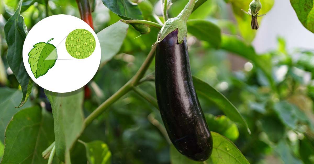 Close-up of a brinjal growing on a plant, accompanied by an illustration of a leaf's structure showing its cell pattern, with vibrant green foliage in the background