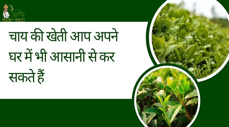 चाय की खेती आप अपने घर में भी आसानी से कर सकते हैं