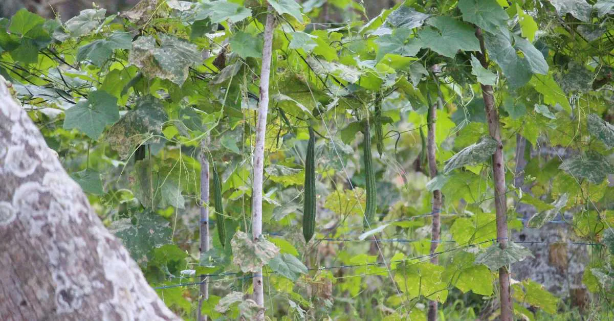 तोरई की खेती से किसान कमा सकते है मुनाफा, जाने तोरई की उन्नत किस्में 