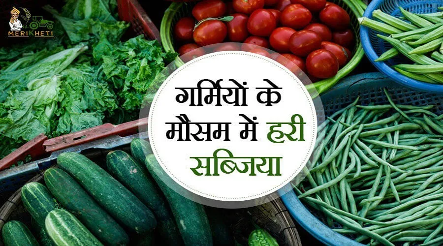 गर्मियों के मौसम में हरी सब्जियों के पौधों की देखभाल कैसे करें (Plant Care in Summer)