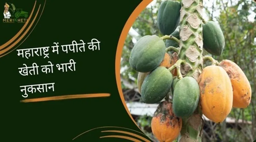 येलो मोजेक वायरस की वजह से महाराष्ट्र में पपीते की खेती को भारी नुकसान