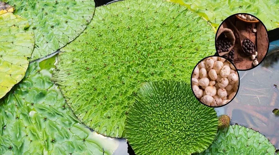 85% percent grant will be given to open fox nut processing unit in Bihar