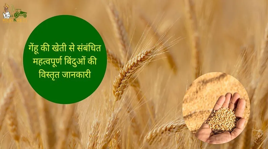 गेंहू की खेती से संबंधित महत्वपूर्ण बिंदुओं की विस्तृत जानकारी