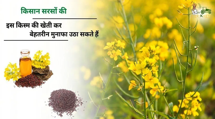 किसान सरसों की इस किस्म की खेती कर बेहतरीन मुनाफा उठा सकते हैं