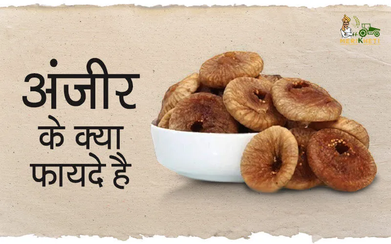 अंजीर के फायदे, अंजीर की खेती कैसे करे, उन्नत किस्में - पूरी जानकारी