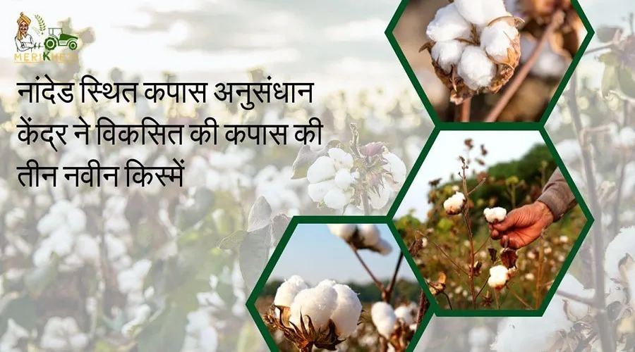 नांदेड स्थित कपास अनुसंधान केंद्र ने विकसित की कपास की तीन नवीन किस्में