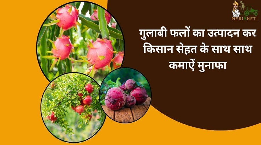 गुलाबी फलों का उत्पादन कर किसान सेहत के साथ साथ कमाऐं मुनाफा