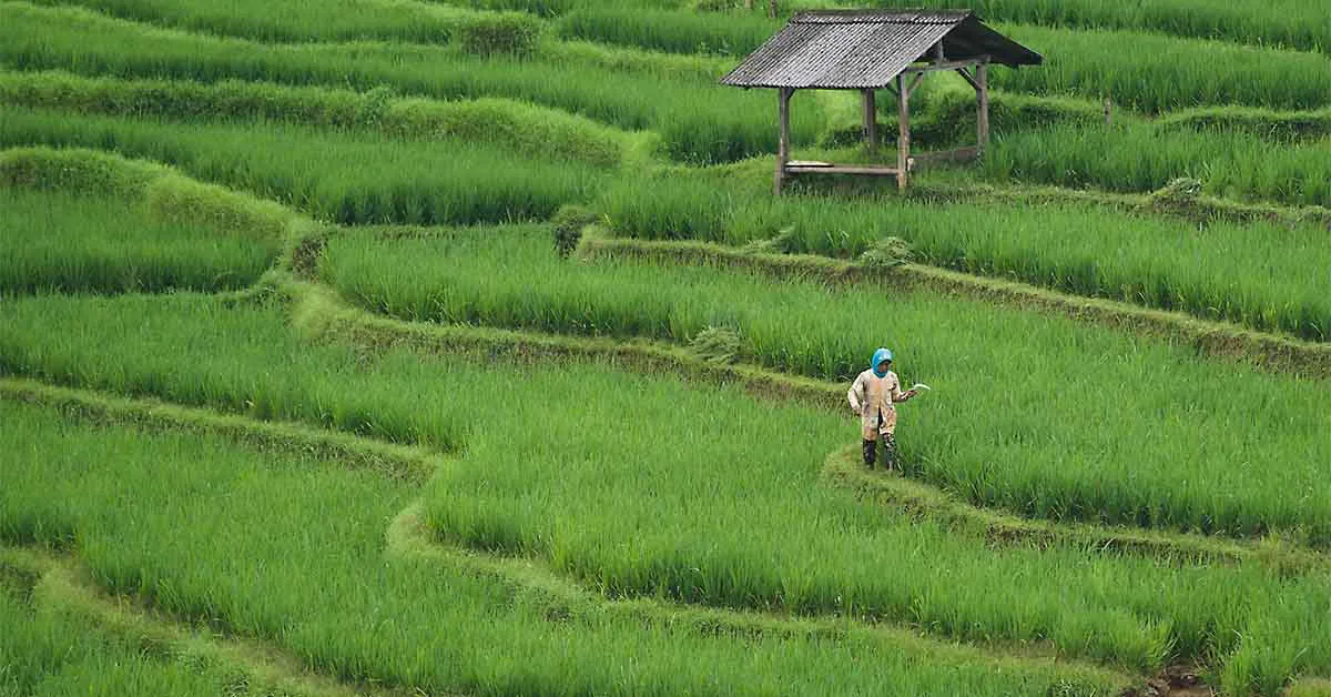 Contour Farming in India