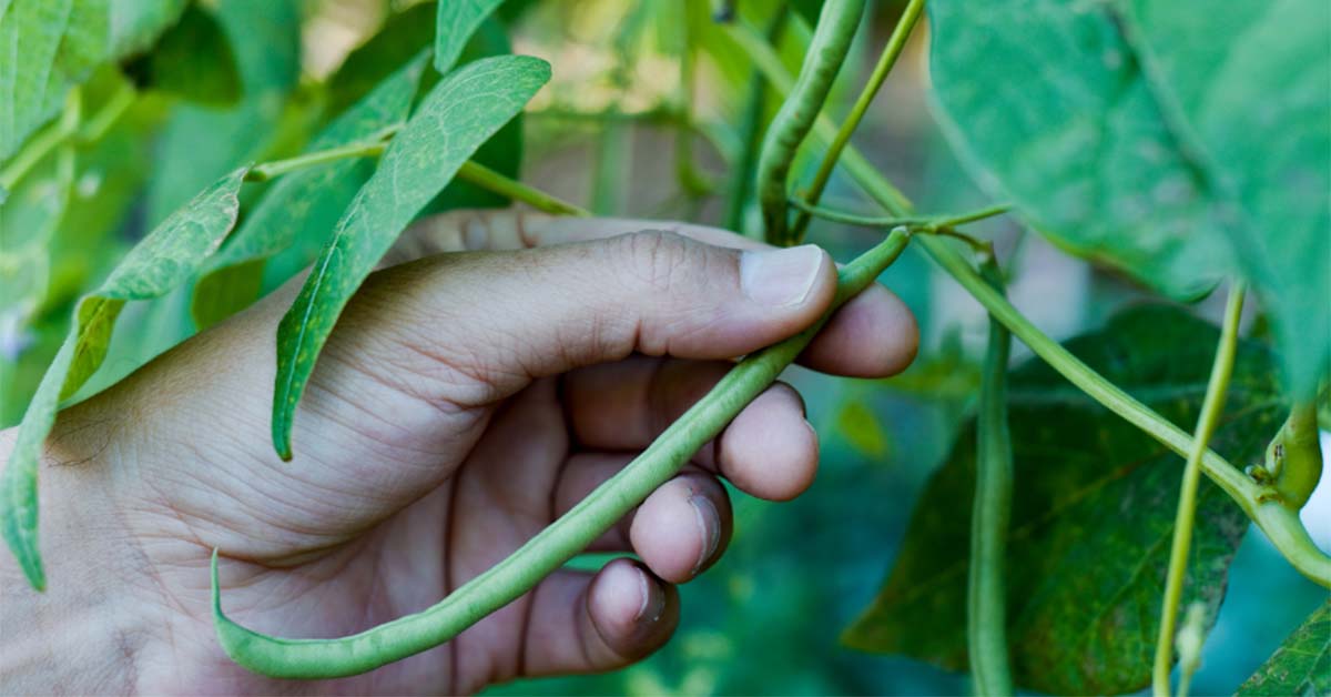 फ्रेंच बीन्स की खेती कैसे की जाती है जानिए सम्पूर्ण जानकारी 1