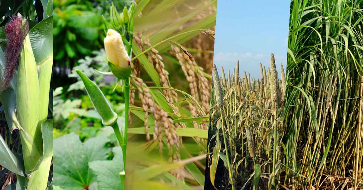 भारत में खरीफ सीजन की टॉप 5 फसलें 