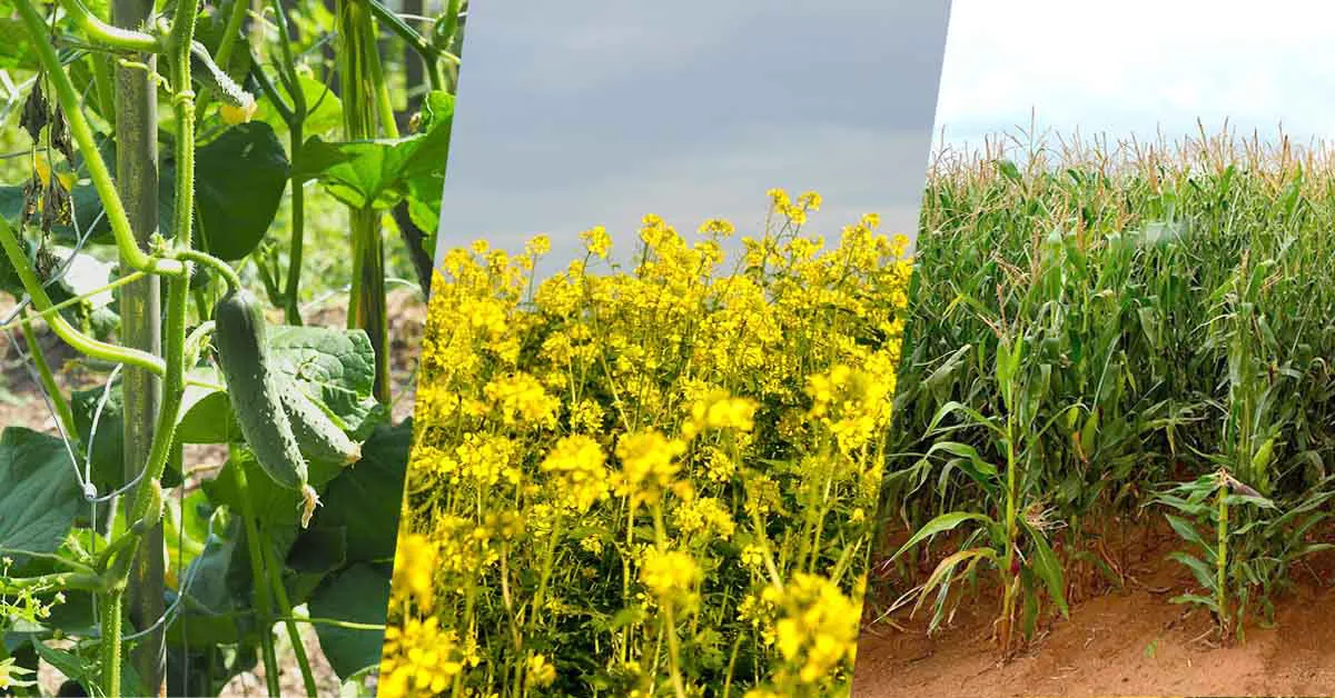 Types of Crops in India: Kharif, Rabi, Zaid, Cash Crops & More
